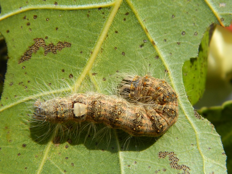 Dalla larva all''adulto: Subacronicta megacephala, Noctuidae
